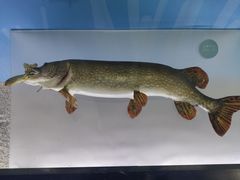 -陕西自然博物馆