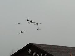 -盐城丹顶鹤湿地生态旅游区