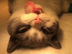 -瑞派名望24h动物医院异宠专科·猫专科·骨科·重症监护分院