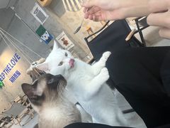 -Heymao猫咖.咖啡厅(东门店)