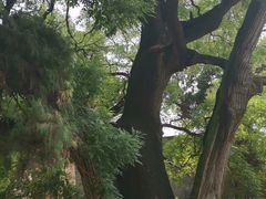 -仓颉庙