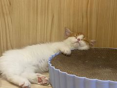 -屋虎猫馆(宝安大仟里店)