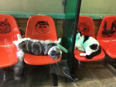 -猫咪博物馆(顶澳仔猫街店)