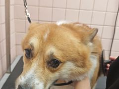 -FAELING PETS美天灵宠物(富力广场店)