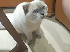 -藏猫猫咖啡主题馆(中央大道店)