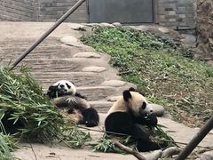 -都江堰中华大熊猫苑