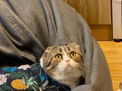 -啵啵喵·猫咖(攀华国际店)