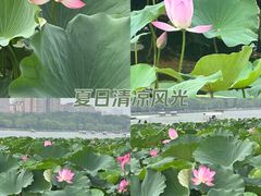 -济南大明湖景区