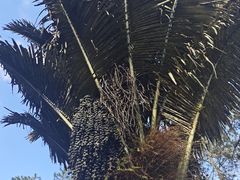 -海南热带雨林国家公园吊罗山景区
