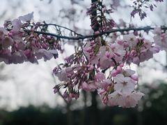 -顾村公园