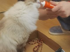-FAELING PETS美天灵宠物(合生汇店)