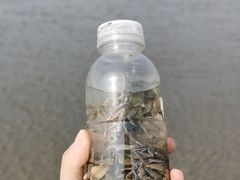 -南汇新城海滩