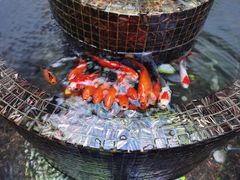 锦鲤-海底捞火锅(杭州庆春路夜宵主题店)