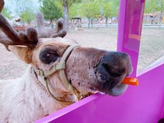 -北京鹿世界主题园