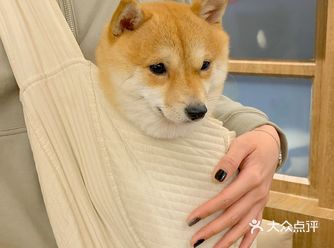 北京|柴豆豆咖啡|这里可以撸到日本小豆柴!