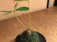 -阿强家川菜·29年老字号(岗顶店)