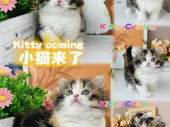 -小猫来了·猫舍(红山六九七九店)
