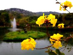 -丹樱生态园