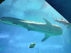 -珠海长隆海洋王国