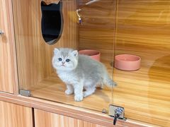 -猫十亿·布偶金渐层·曼基康矮脚猫舍(青年路店)