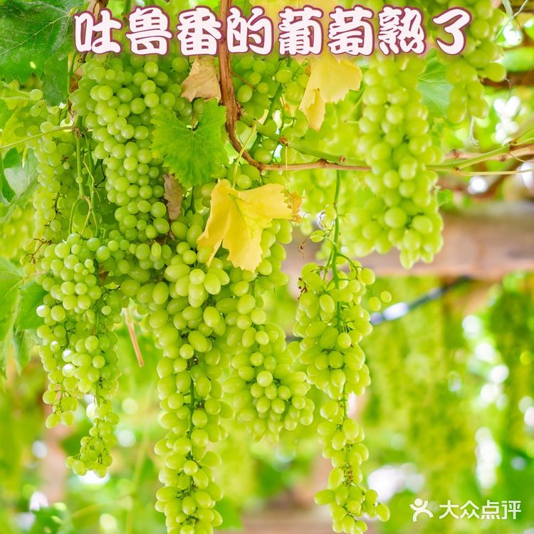 吐鲁番葡萄沟，好吃的葡萄在这里。