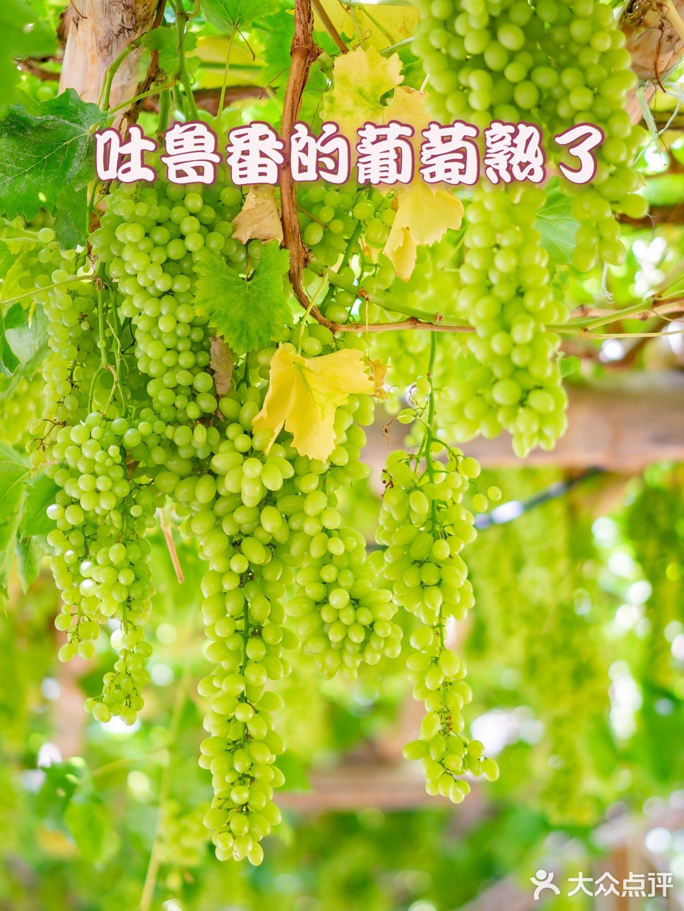吐鲁番葡萄沟，好吃的葡萄在这里。