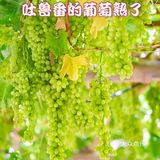 吐鲁番葡萄沟，好吃的葡萄在这里。