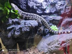 -海南热带野生动植物园