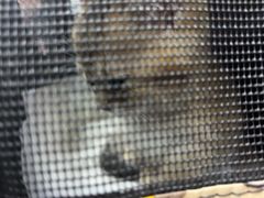 -宠颐生斯嘉宠物医院·急重症·心内科(谷阳北路分院)