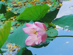 -荔湾湖公园