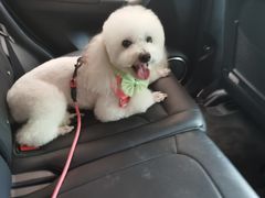 -优米宠物美容(体育场路店)