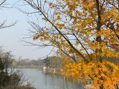 -黄海国家森林公园