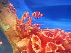 -上海海洋水族馆