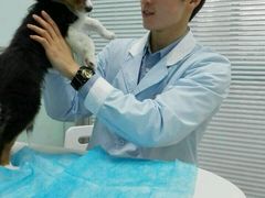android_upload_pic-纳吉亚猫专科动物医院博雅分院
