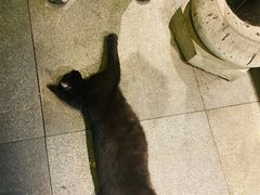 -老地方猫儿面(磁器口店)