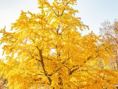 -遵化市禅林寺古银杏风景园
