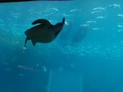 -海棠湾洲际-涛·海底餐厅·美人鱼·自助餐·海底隧道