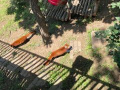 -大连森林动物园