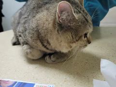 -安安宠医·安宠宠物医院