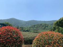 -树山生态村