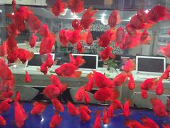 -上海华帆旗开比亚迪4S店(浦东北路店)