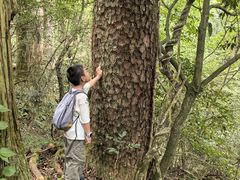 -天目山大树王景区