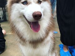 -TrueLove @ Neverland (Husky Cafe)