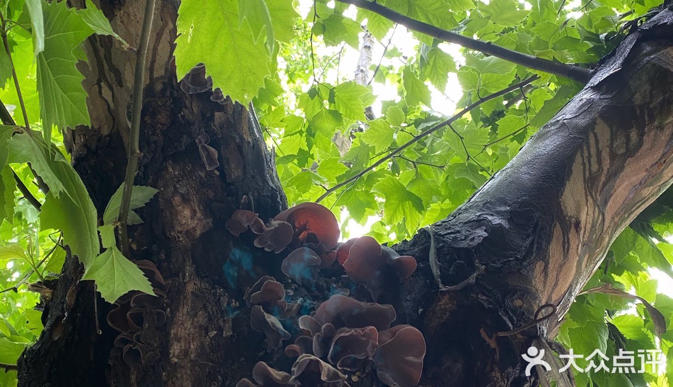 重庆周边游｜和小伙伴一起闯入漫画般的世界