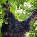 重庆周边游｜和小伙伴一起闯入漫画般的世界