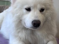 -怪兽屋·羊驼·猫咖·狗咖(俊华广场店)