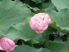 -荷塘月色湿地公园·向阳花洲