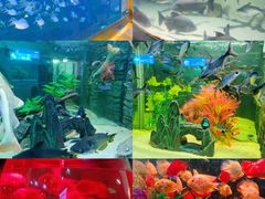 -洛阳龙门海洋馆