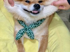 -逗柴咖啡屋·狗咖猫咖宠物桌游