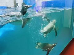 -太平洋海底世界